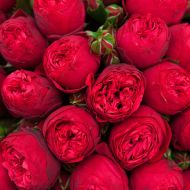 Троянда англійська Ред Піано (кущова)